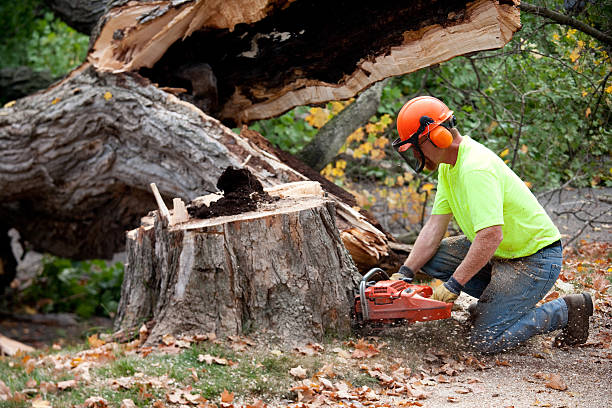 Best Tree Cabling and Bracing  in South Charleston, OH